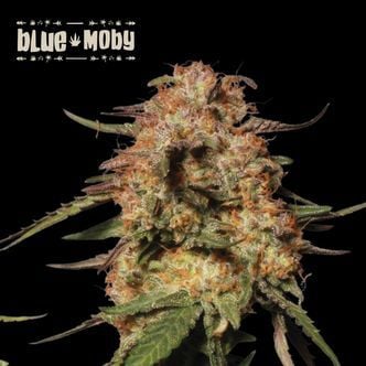 Blue Moby (Seedstockers Superior)