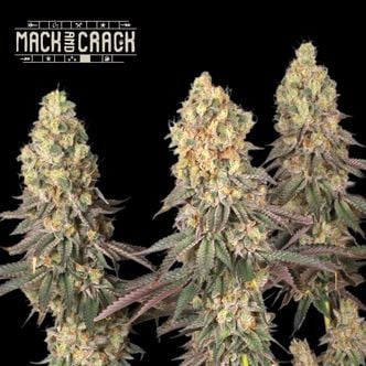 Mack and Crack (Seedstockers Superior)