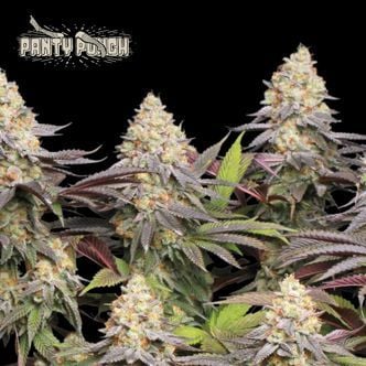 Panty Punch (Seedstockers Superior)