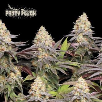 Panty Punch (Seedstockers)