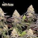 Panty Punch (Seedstockers)