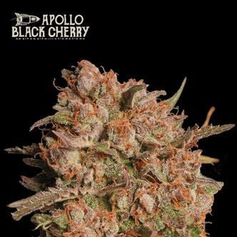 Apollo Black Cherry Auto (Seedstockers Superior) feminized