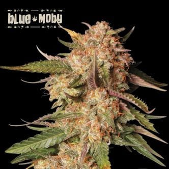 Blue Moby Auto (Seedstockers Superior)