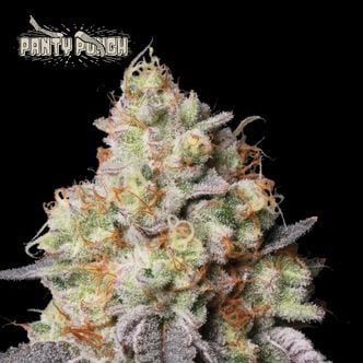 Panty Punch Auto (Seedstockers Superior)