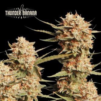 Thunder Banana Auto (Seedstockers Superior) feminized