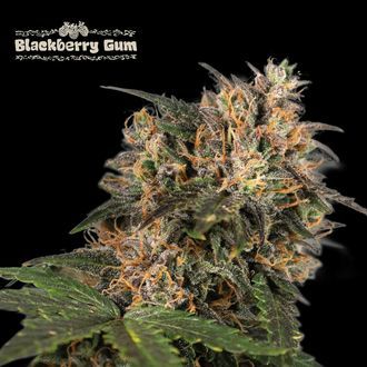 Blackberry Gum (Seedstockers) Feminized