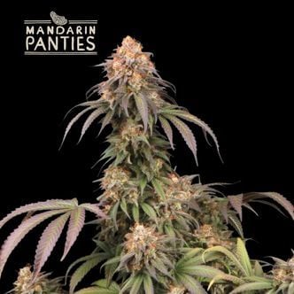 Mandarin Panties (Seedstockers Superior) Feminized