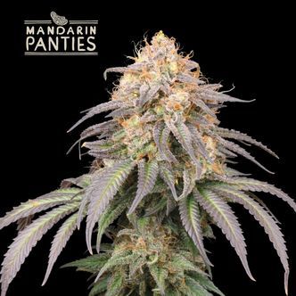 Mandarin Panties Auto (Seedstockers Superior) Feminized