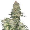 Wedding Cheesecake FF (FastBuds) Feminized