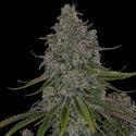 Strawberry Cough (Zamnesia Seeds) Feminized