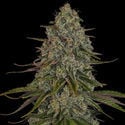 Strawberry Cough (Zamnesia Seeds) Feminized