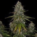 Strawberry Cough (Zamnesia Seeds) Feminized