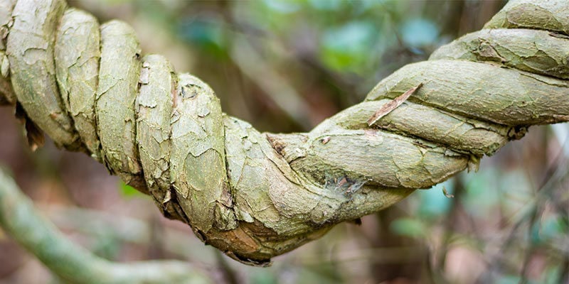 AFRICAN DREAM ROOT (SILENE CAPENSIS)