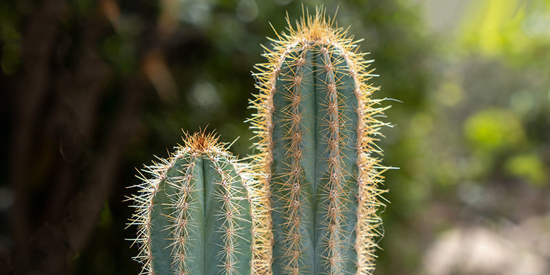 Voordelen van het kweken van San Pedro-cactus