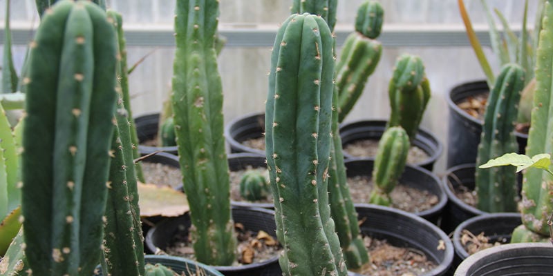 Wat is de San Pedro-cactus?