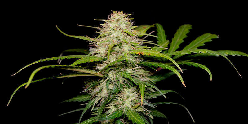 Green Love Potion van Samsara Seeds