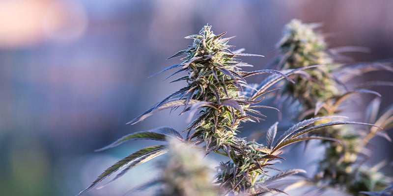 6 Cannabis Strains Met 1% Of Minder THC