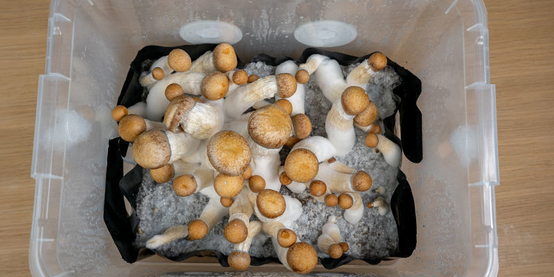 Waarom De Monotub Tek Methode Gebruiken Om Paddo's Te Kweken?