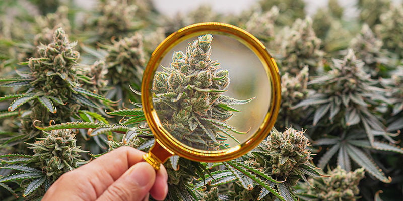 Wat Is Het Laatste Nieuws Wat Betreft Cannabisonderzoek?