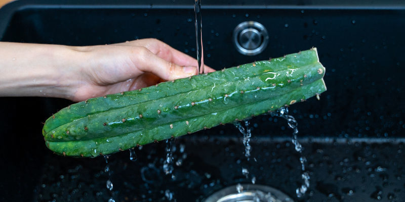 Maak de cactus schoon