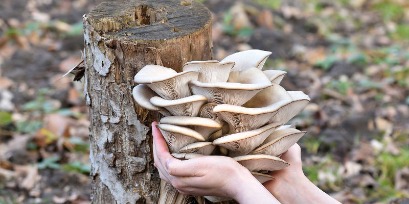 De Meest Populaire Soorten Paddenstoelen