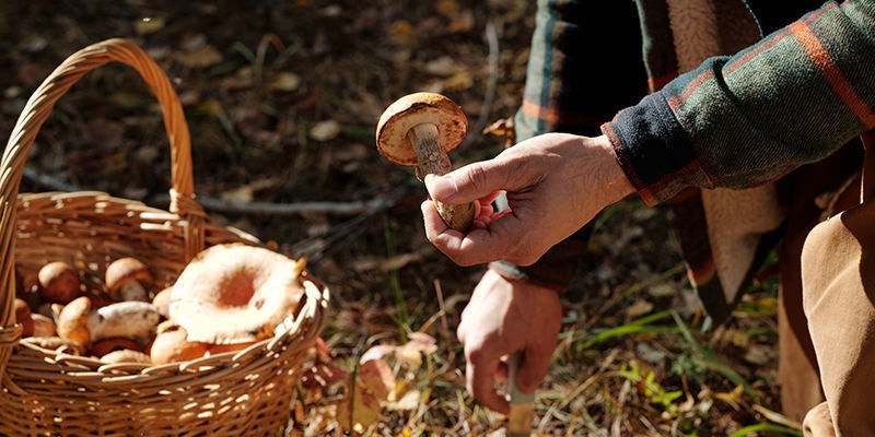 Paddenstoelen Kweken Door De Eeuwen Heen