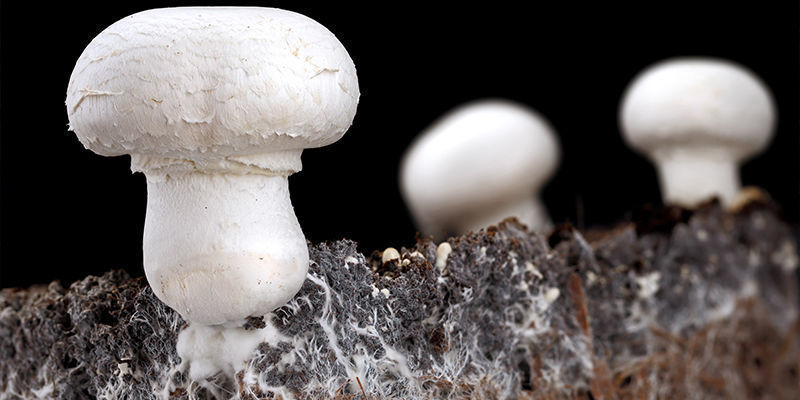 Het verschil tussen mycelium en paddenstoelen