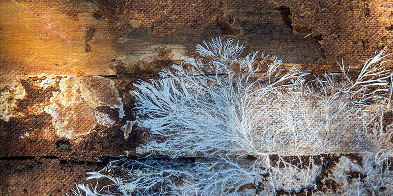 De vele toepassingen van mycelium