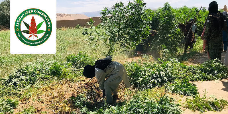 Het Unieke Project Van De Afghan Seed Connection