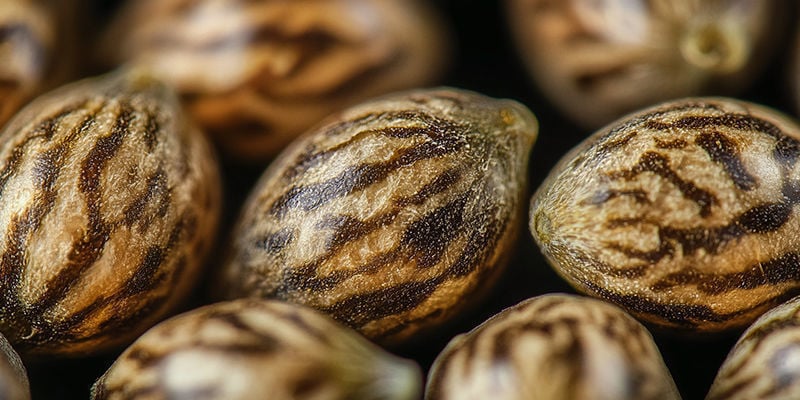 De Beste Zaden Hebben Tijgerstrepen