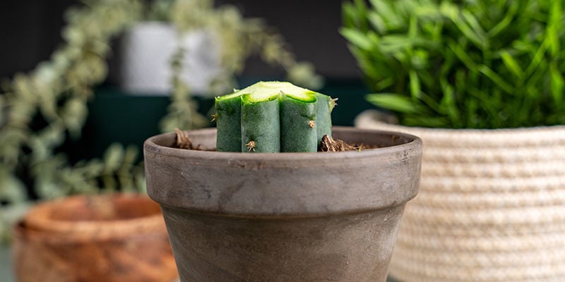 Schuin De Bovenkant Van Elke Rib Van De Echinopsis Af.