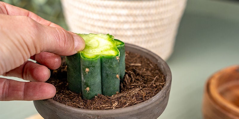 Verwijder Nu Het Dunne, Beschermende Plakje Dat Je Van Zowel De Onderstam Van De Echinopsis Als Van De Peyote Hebt Afgesneden.