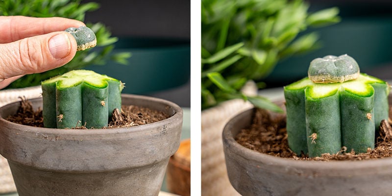 Druk De Peyote Voorzichtig Op De Echinopsis Om Lucht Te Verwijderen.