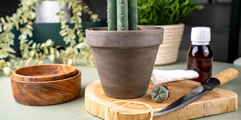 Het Enten Van Een Peyote Cactus: Een Stapsgewijze Handleiding