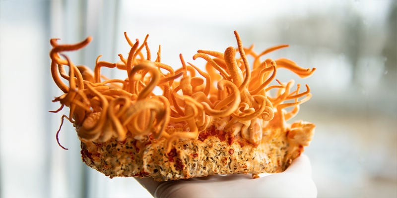 Kun Je Cordyceps Paddenstoelen Thuis Kweken?