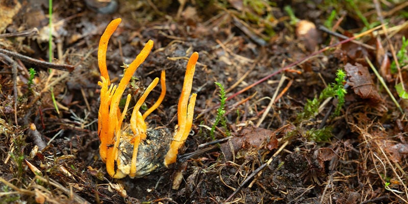 Het Kweken Van Cordyceps Paddenstoelen: Problemen Oplossen