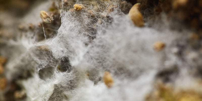 Langzame Of Gestagneerde Groei Van Mycelium