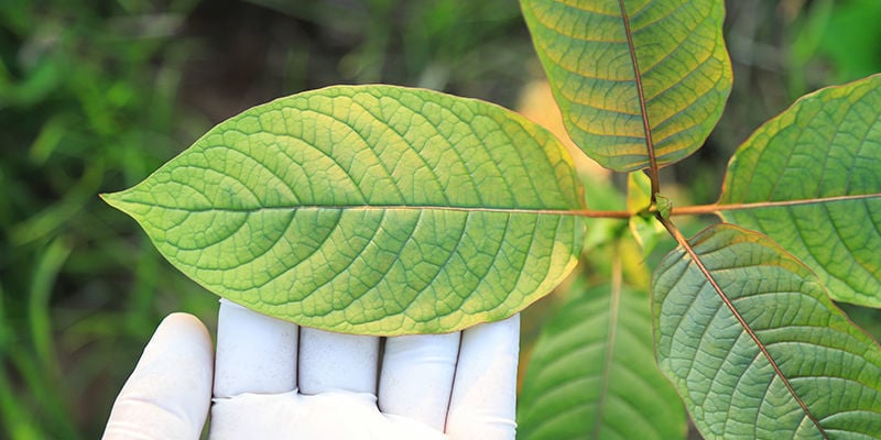 Kies de kratom soort die bij jou past!