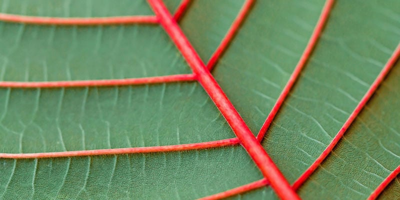 Hoeveel kleuren kratom zijn er?