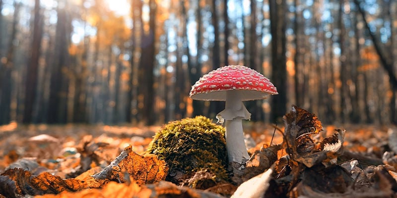 Amanita muscaria (vliegenzwam)