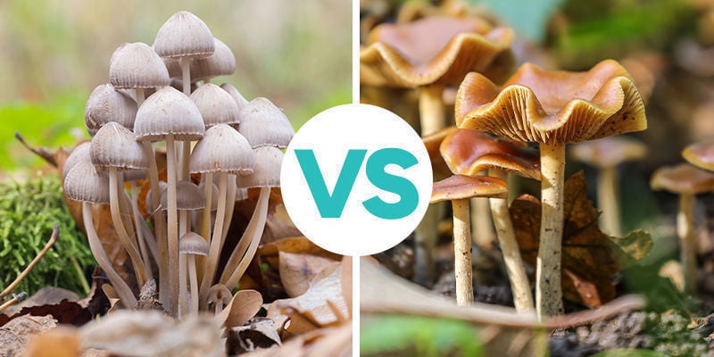 Copelandia Cyanescens Versus Psilocybe Cyanescens