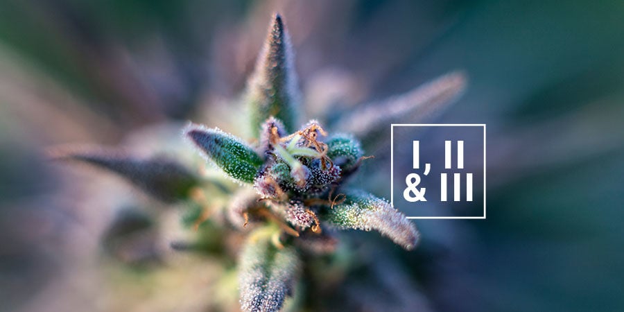 Iets Over Type I, Type II En Type III Labels Voor Cannabis
