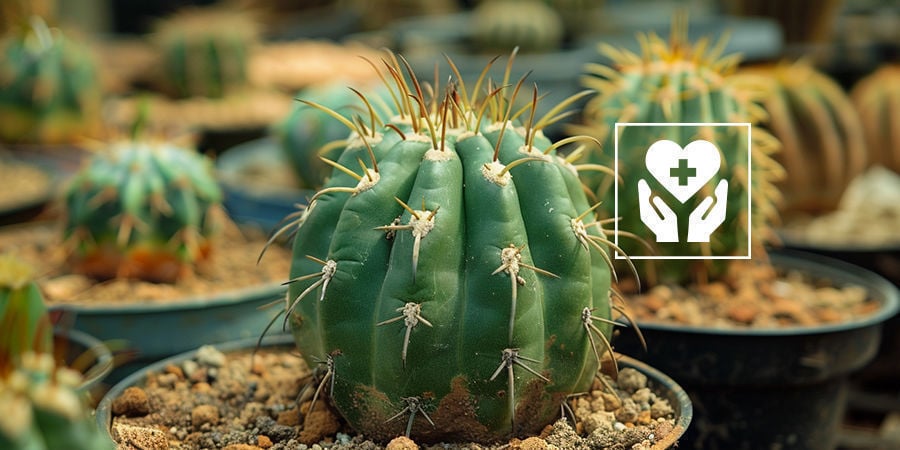 Hoe Zorg Je Voor Een Mescaline Cactus?