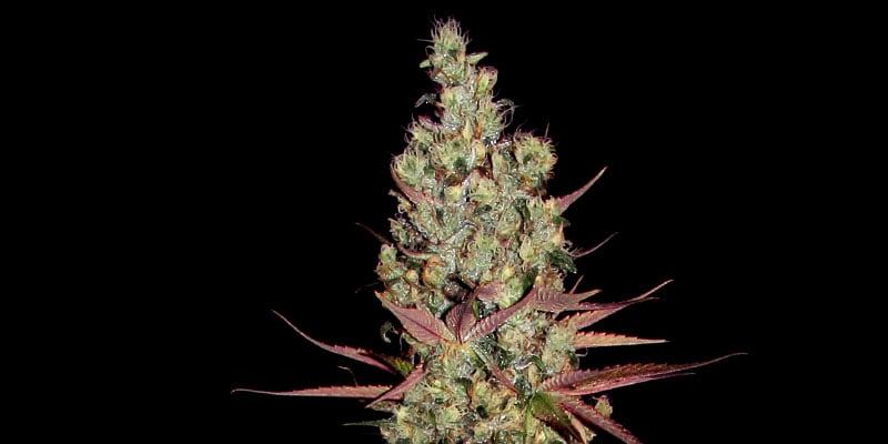 Blue Dream (Zamnesia Seeds)