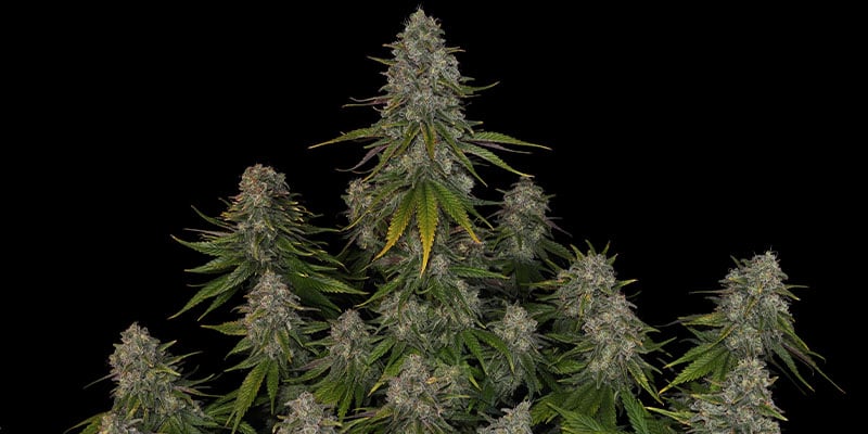 Strawberry Cough - Zamnesia Seeds