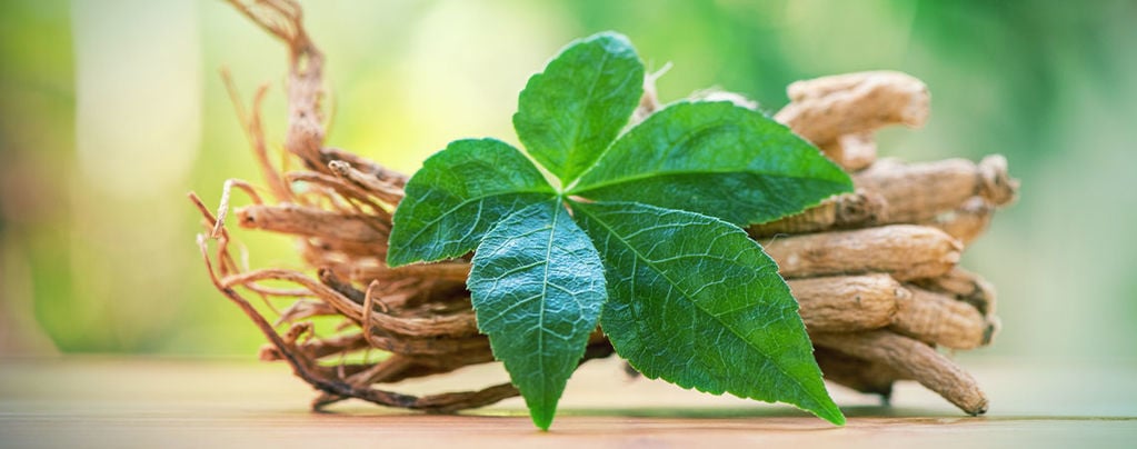 Een Kennismaking Met Ginseng