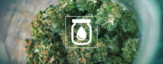 Water Curing Van Cannabis: Wat Is Het En Hoe Moet Het?