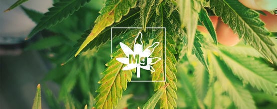 Magnesiumtekort Bij Cannabisplanten