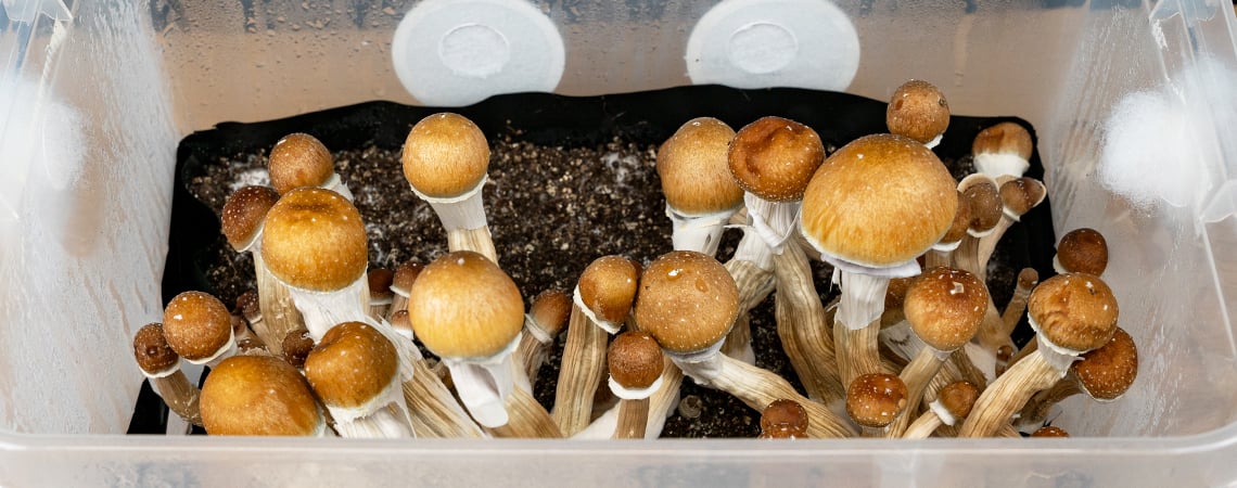 Hoe Kweek Je Magic Mushrooms In Een Monotub?