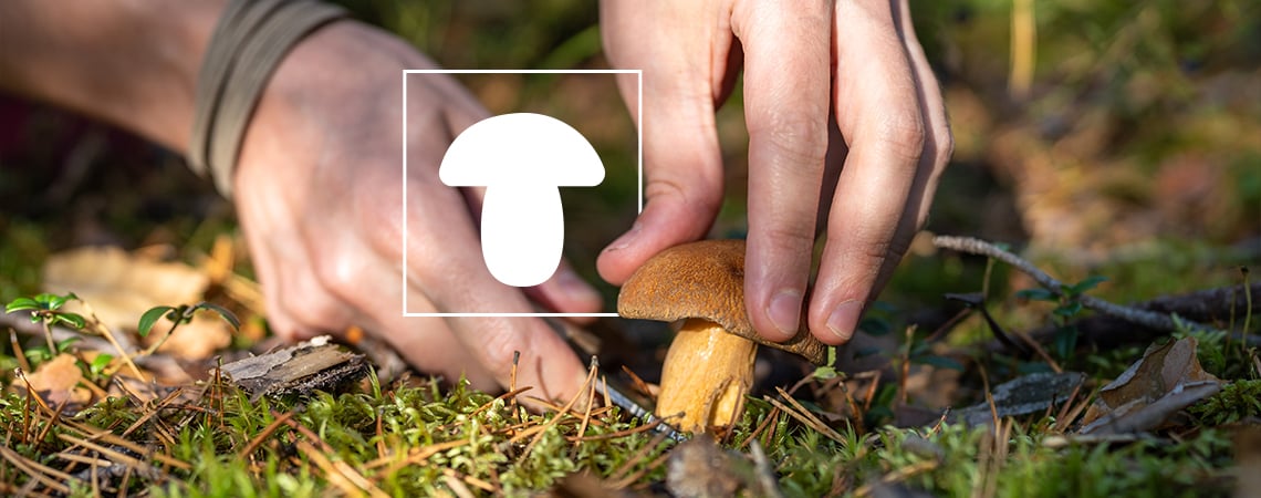 Hoe Kweek Je Paddenstoelen? (Handleiding Voor Beginners)